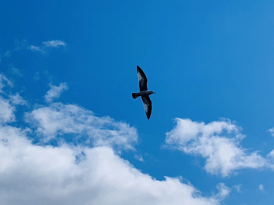 IMG_7295.jpg?type=w966