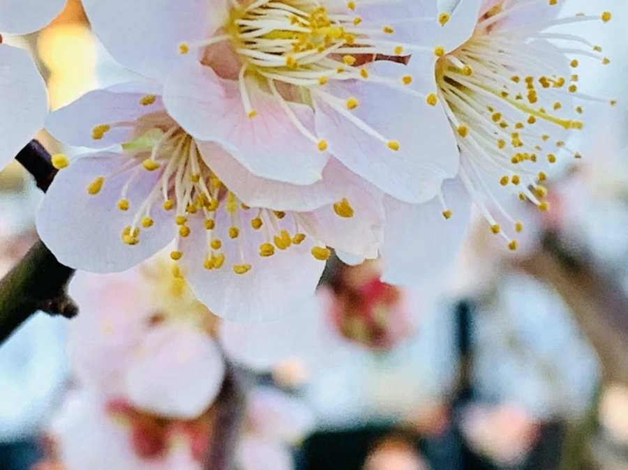 IMG_0899.jpg?type=w966