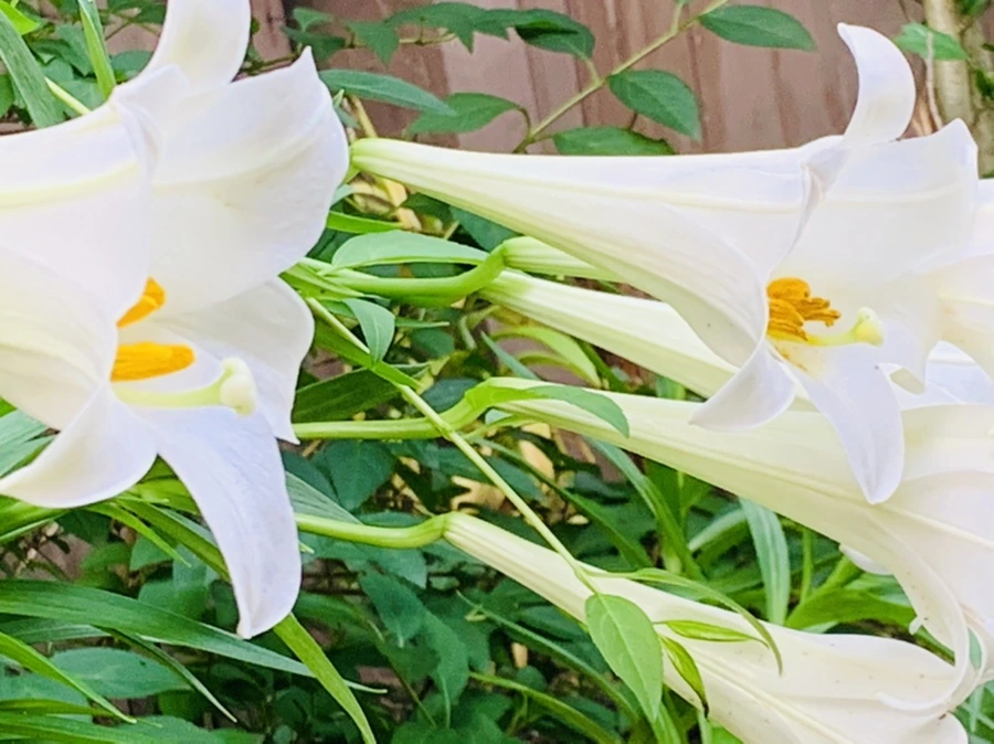 IMG_1024.jpg?type=w966