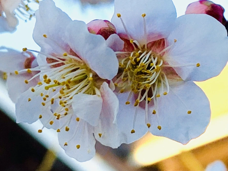 IMG_0937.jpg?type=w966