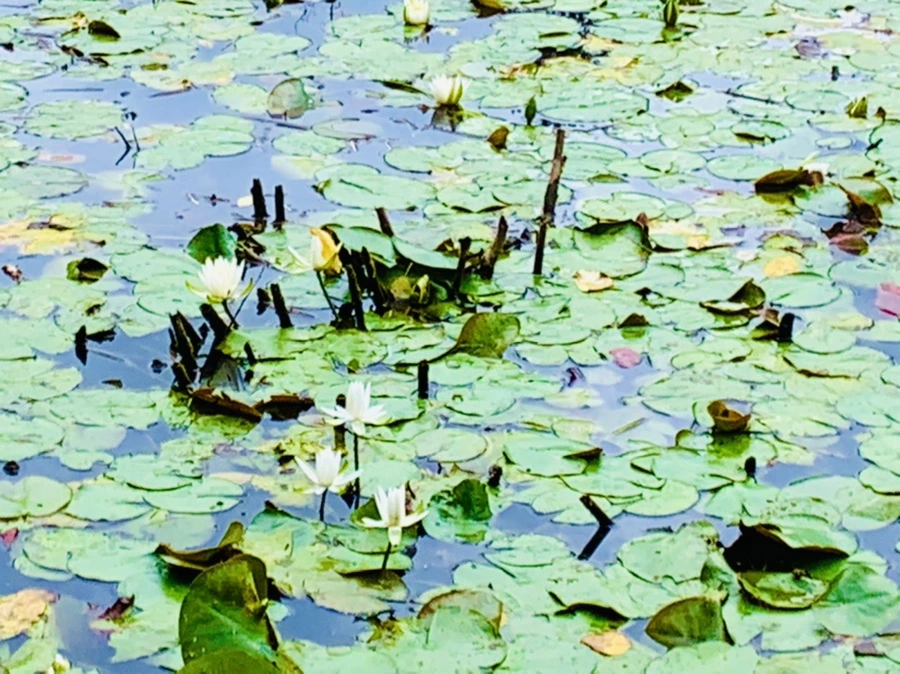 IMG_9106.jpg?type=w966