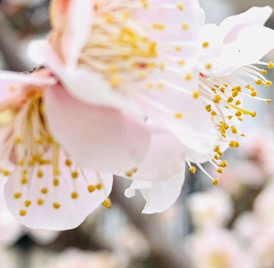 IMG_1708.jpg?type=w966