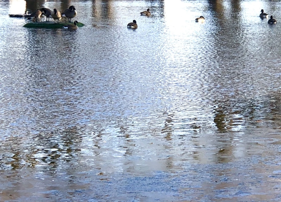 IMG_1425.jpg?type=w966