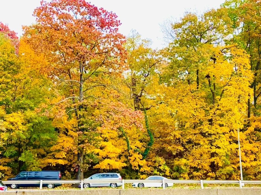 IMG_2306.jpg?type=w966