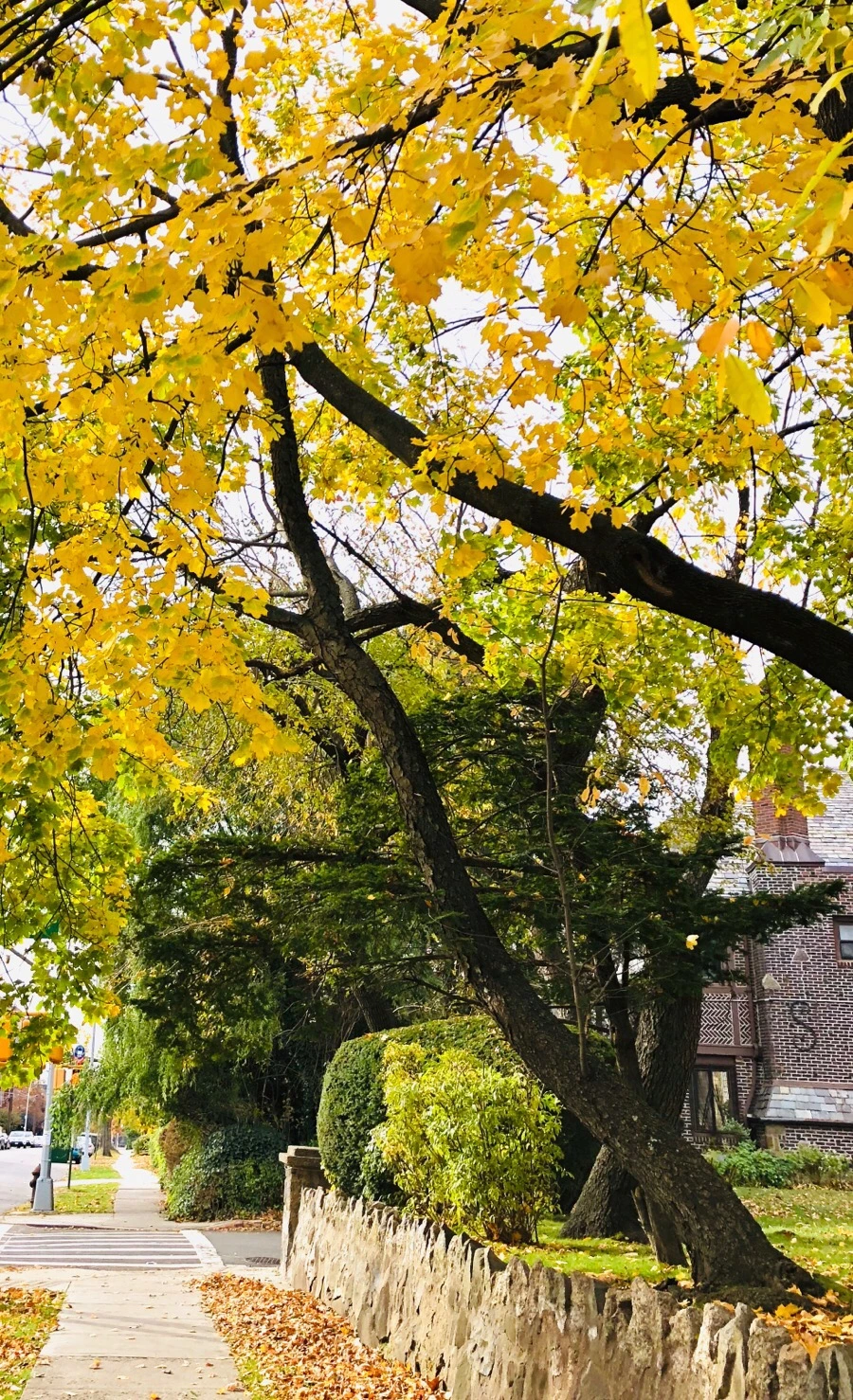 IMG_7701.jpg?type=w966