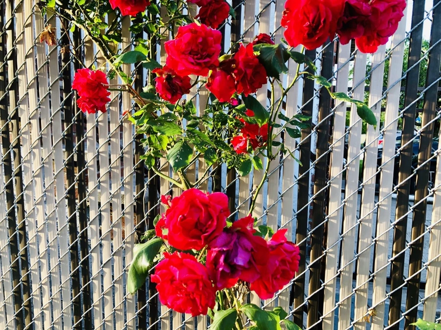 IMG_9193.jpg?type=w966