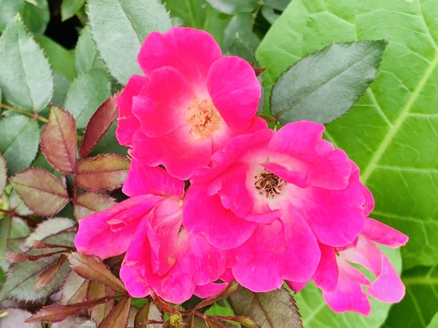 IMG_4989.jpg?type=w966