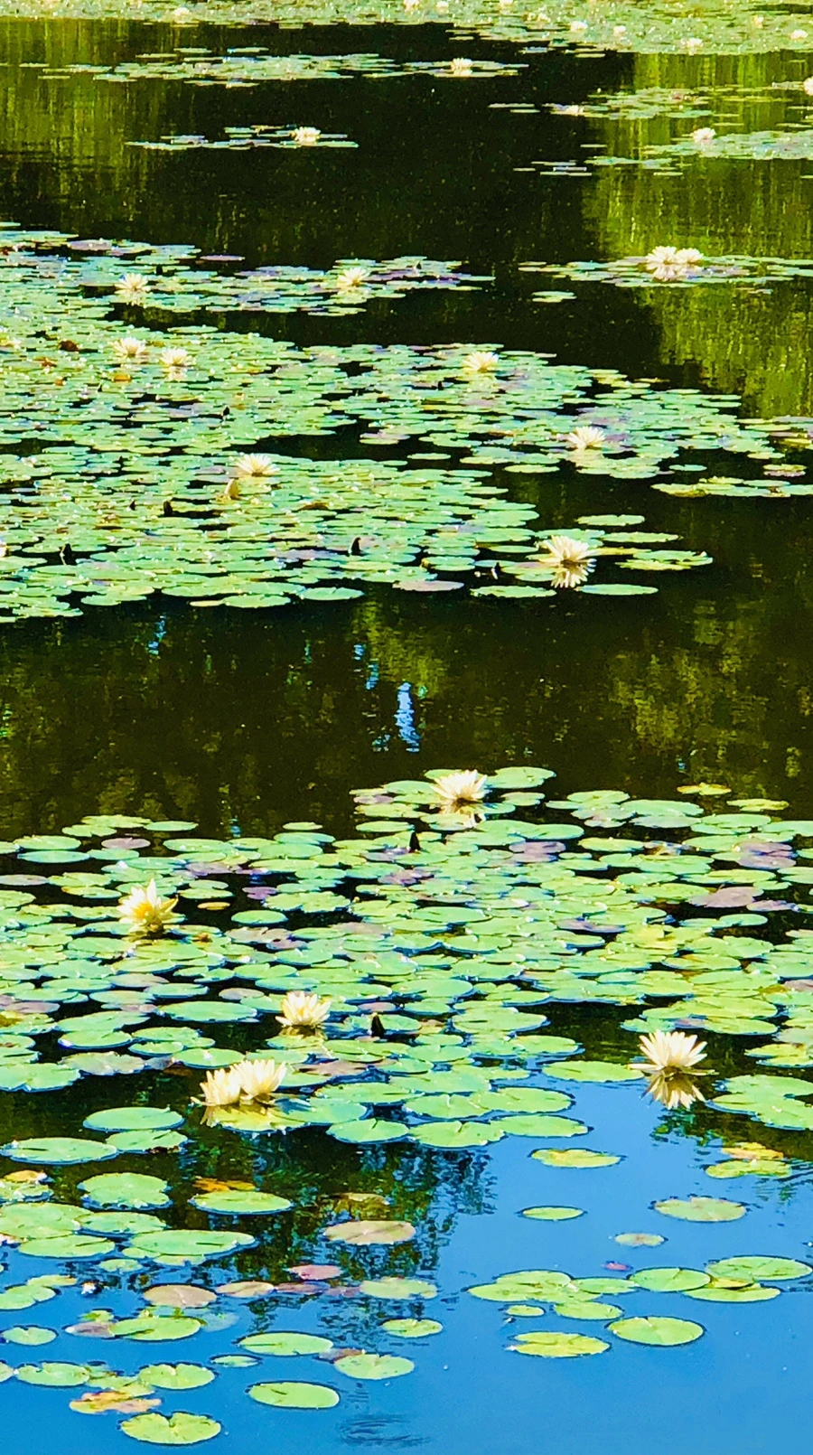 IMG_2319.jpg?type=w966