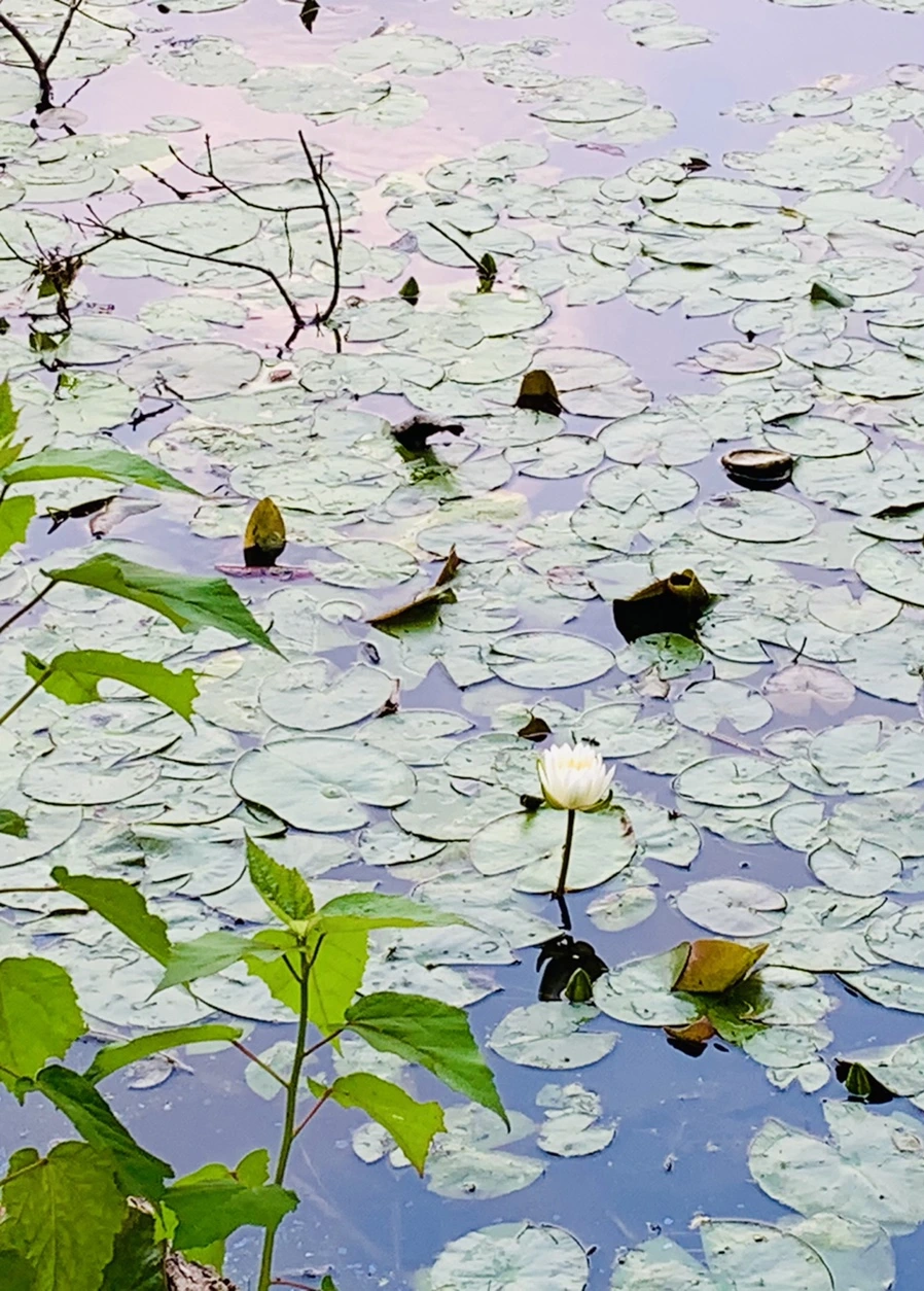 IMG_1489.jpg?type=w966