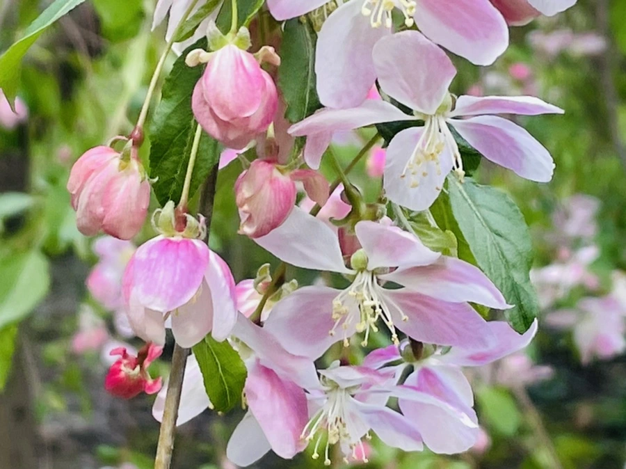 IMG_1141.jpg?type=w966