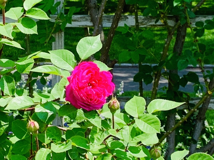 IMG_4244.jpg?type=w966