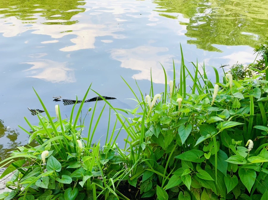 IMG_1748.jpg?type=w966