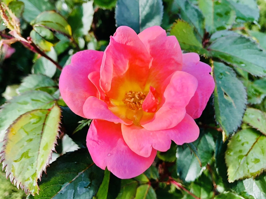 IMG_7302.jpg?type=w966