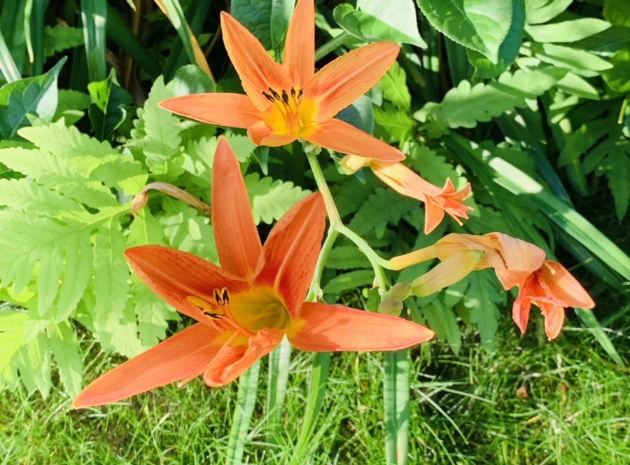 IMG_5260.jpg?type=w966