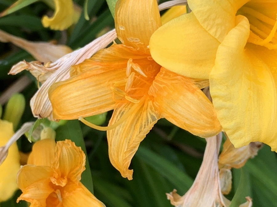 IMG_6028.jpg?type=w966