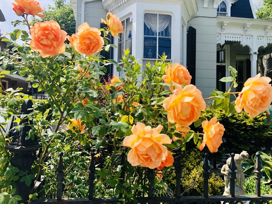 IMG_7445.jpg?type=w966