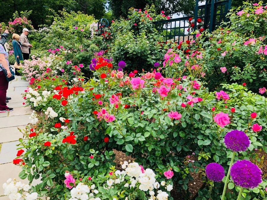 IMG_7209.jpg?type=w966