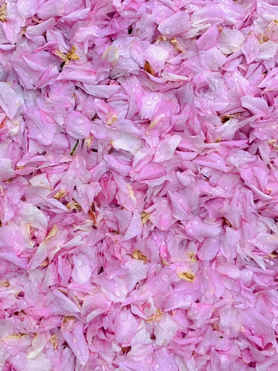 IMG_7264.jpg?type=w966