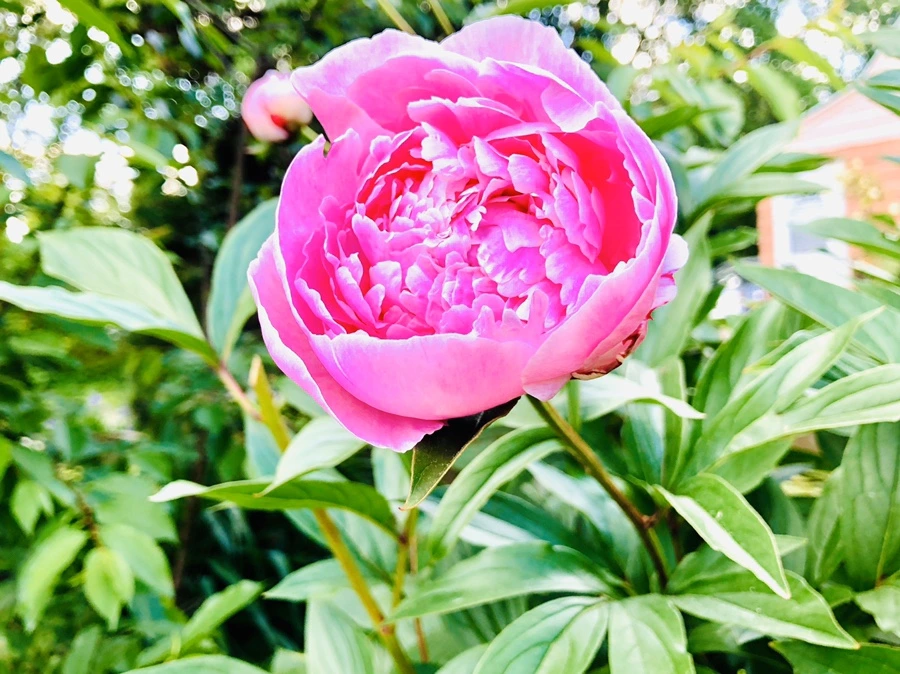 IMG_7720.jpg?type=w966