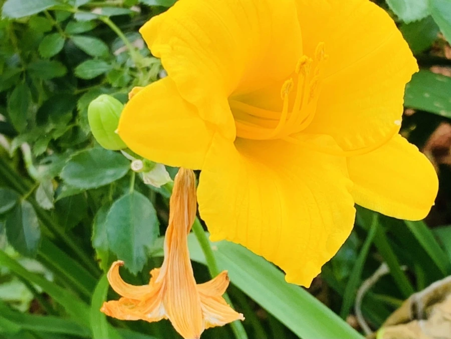 IMG_5957.jpg?type=w966