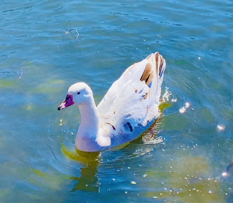 IMG_9120.jpg?type=w966