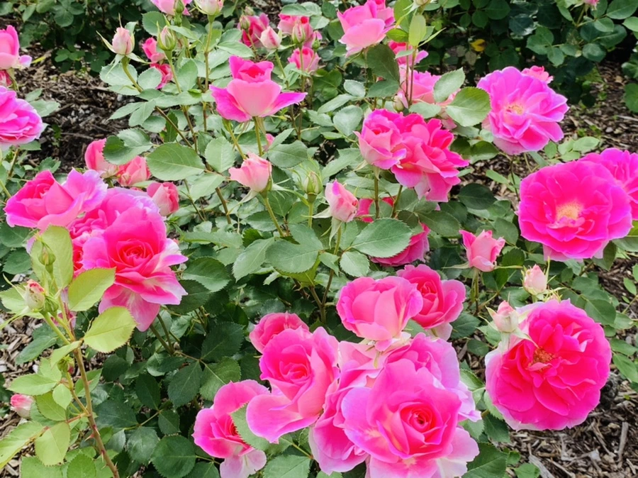 IMG_6558.jpg?type=w966