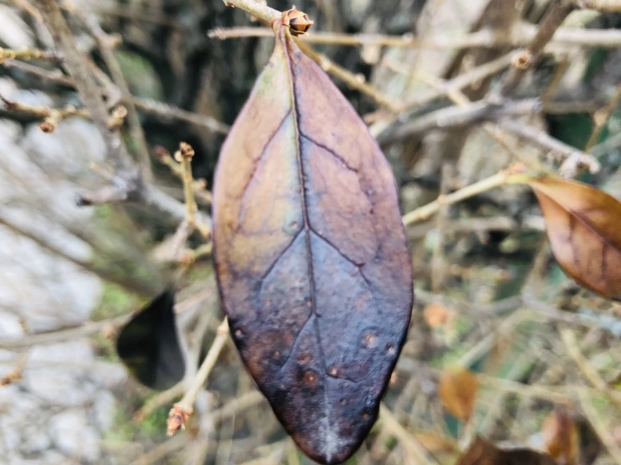 IMG_6359.jpg?type=w966