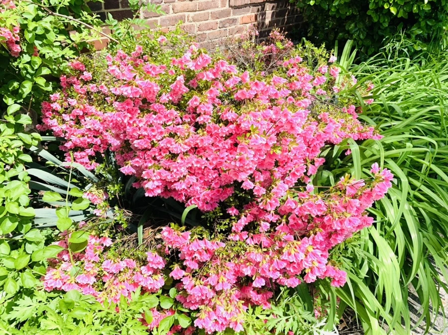 IMG_9522.jpg?type=w966