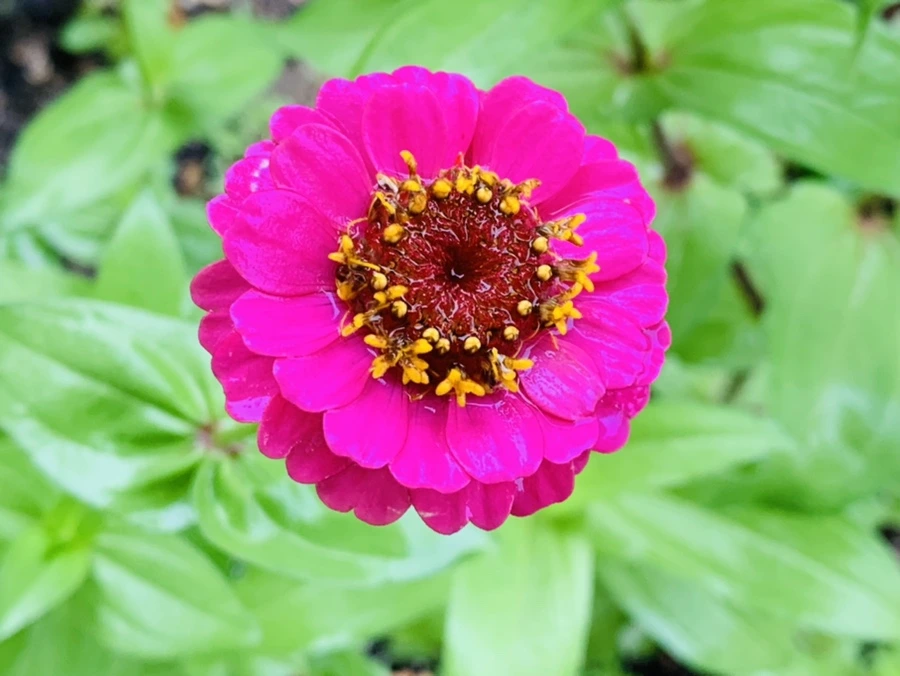 IMG_0078.jpg?type=w966