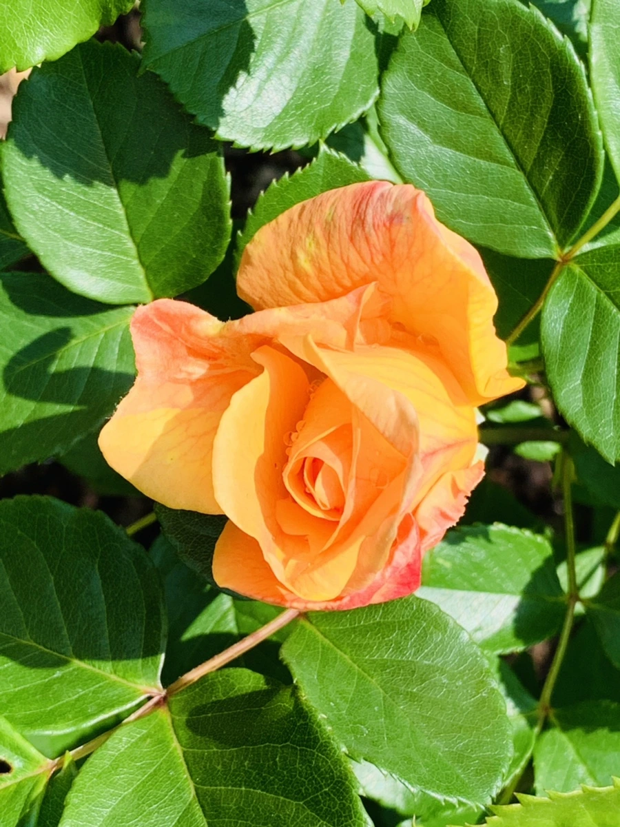 IMG_4150.jpg?type=w966