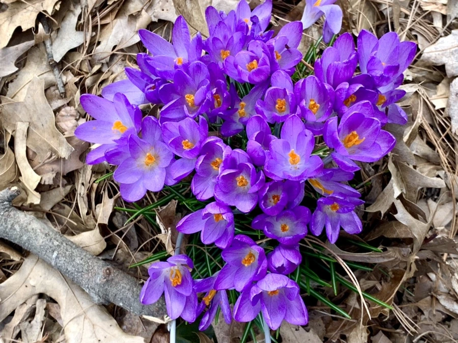 IMG_1235.jpg?type=w966