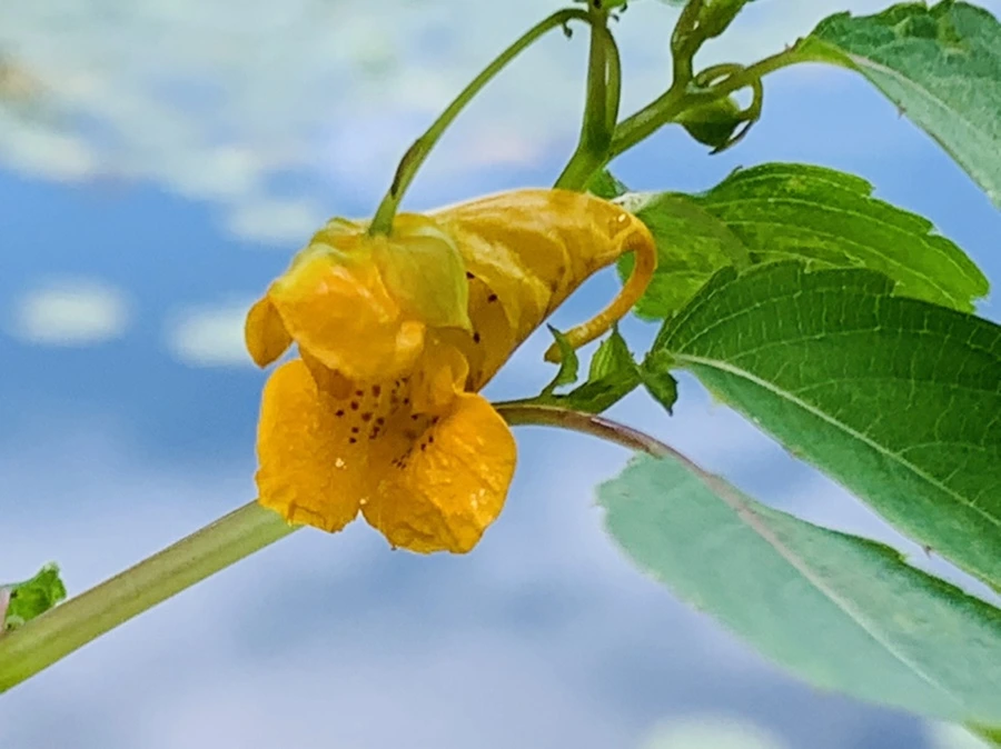 IMG_9311.jpg?type=w966