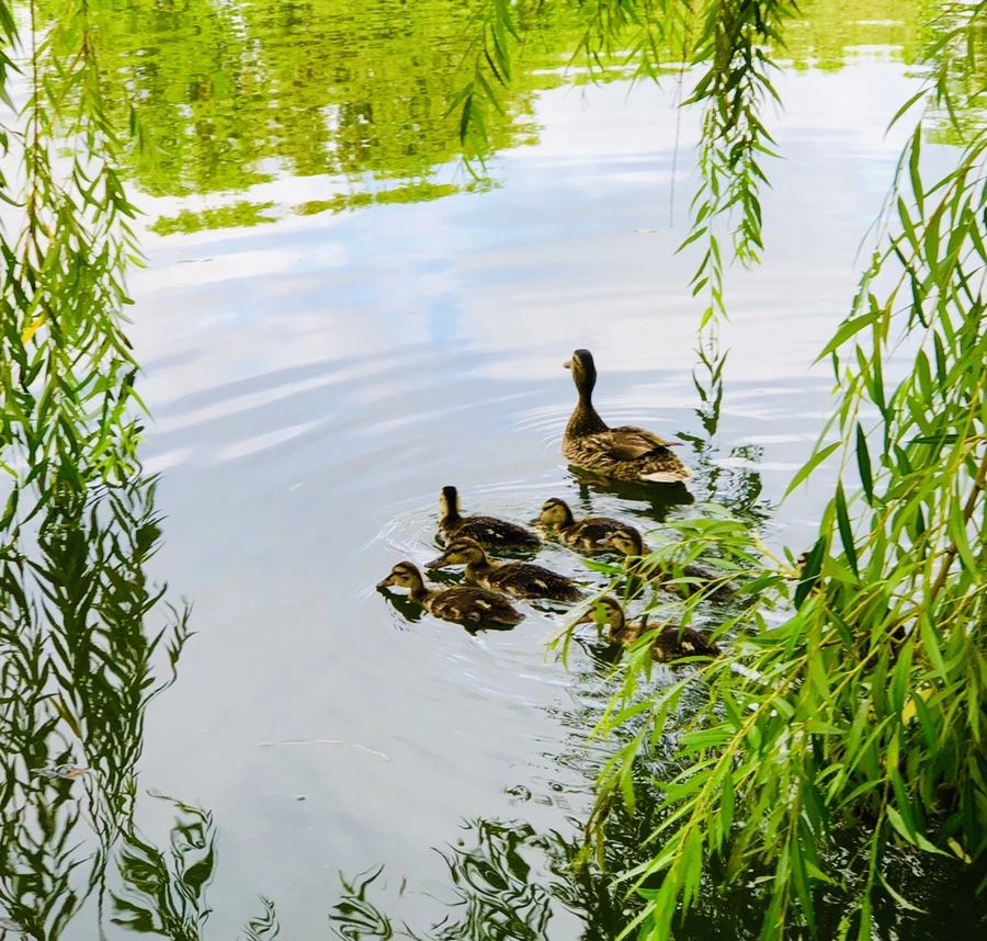 IMG_3150.jpg?type=w966