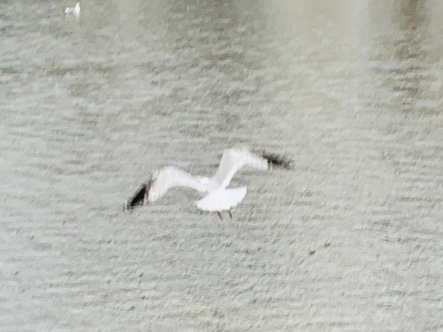 IMG_2049.jpg?type=w966