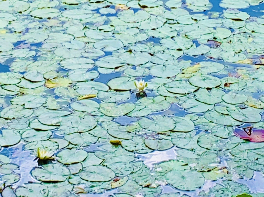 IMG_5215.jpg?type=w966