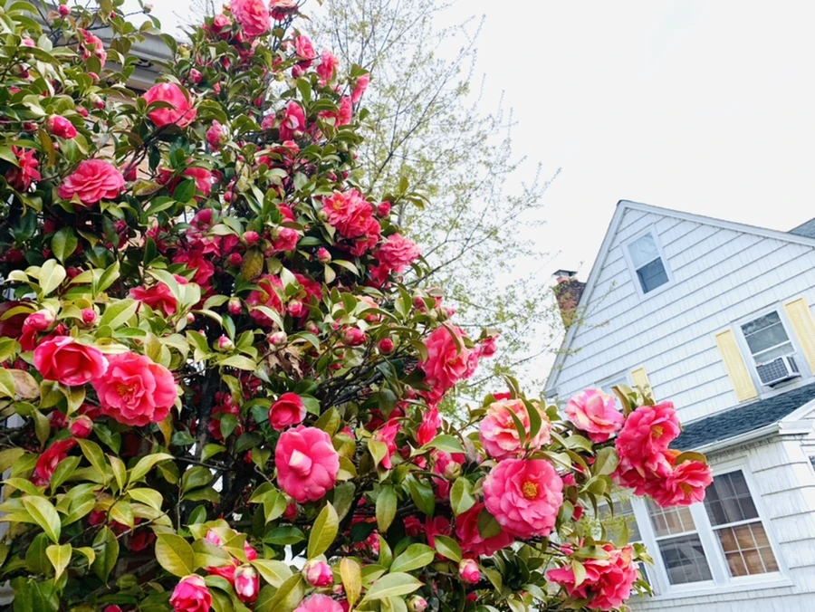 IMG_2919.jpg?type=w966