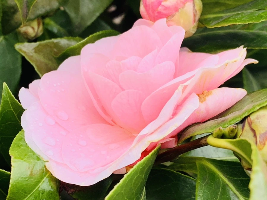 IMG_6302.jpg?type=w966