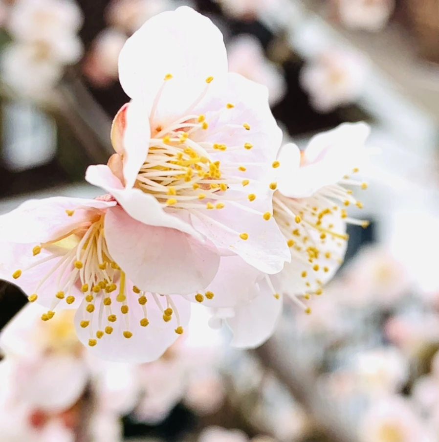 IMG_1710.jpg?type=w966