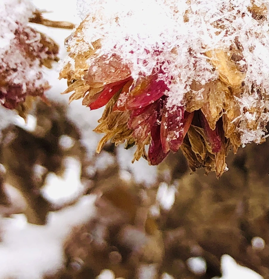 IMG_3450.jpg?type=w966