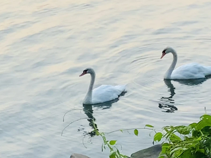 IMG_2340.jpg?type=w966