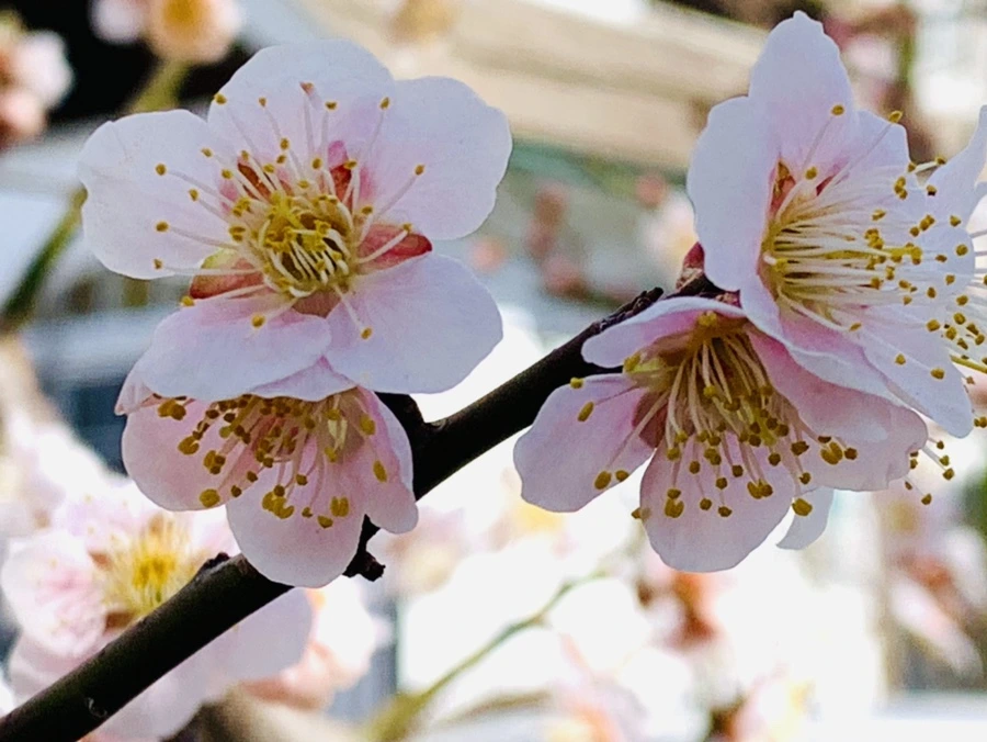 IMG_1036.jpg?type=w966