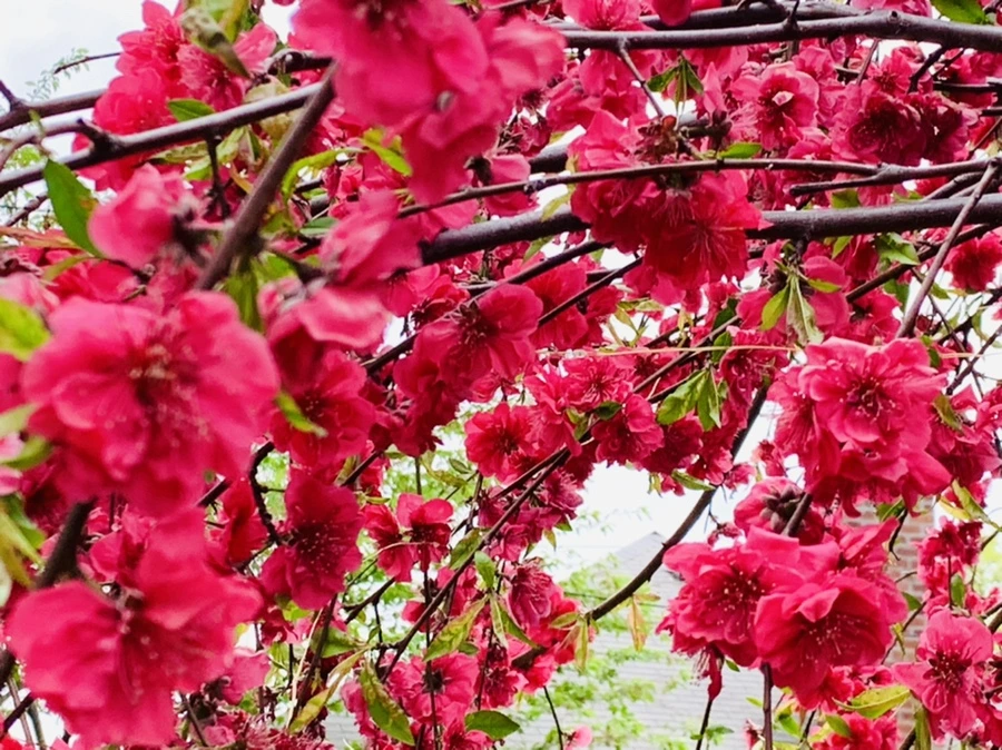 IMG_8006.jpg?type=w966