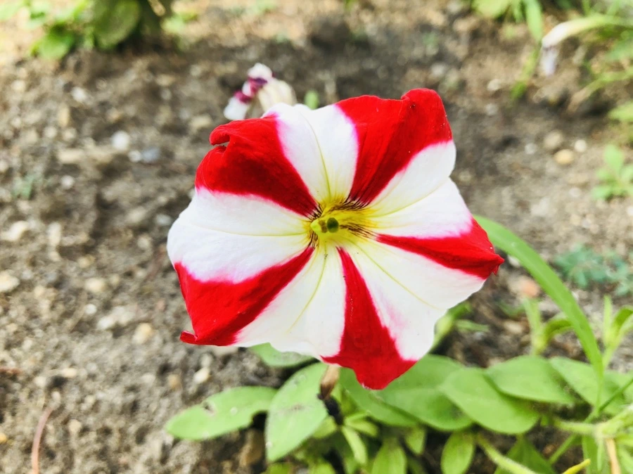 IMG_1481.jpg?type=w966