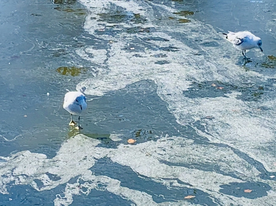 IMG_9036.jpg?type=w966