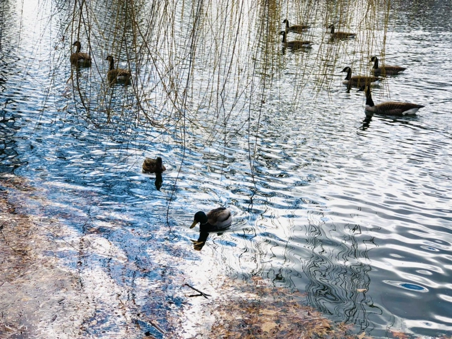 IMG_4321.jpg?type=w966