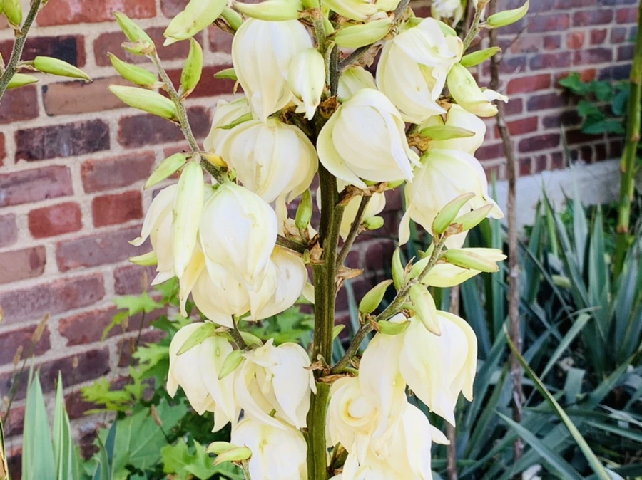 IMG_5327.jpg?type=w966