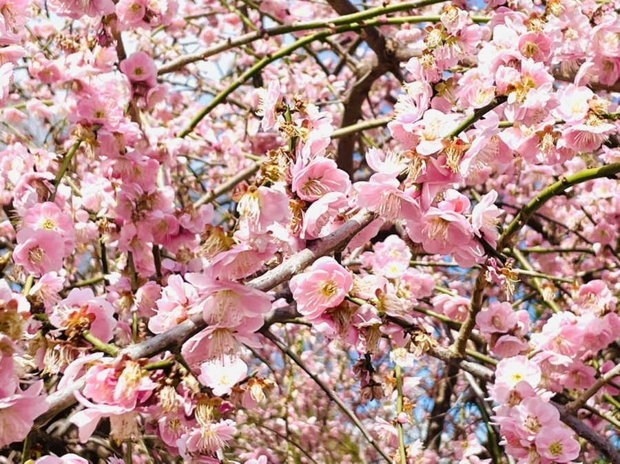 IMG_6615.jpg?type=w966