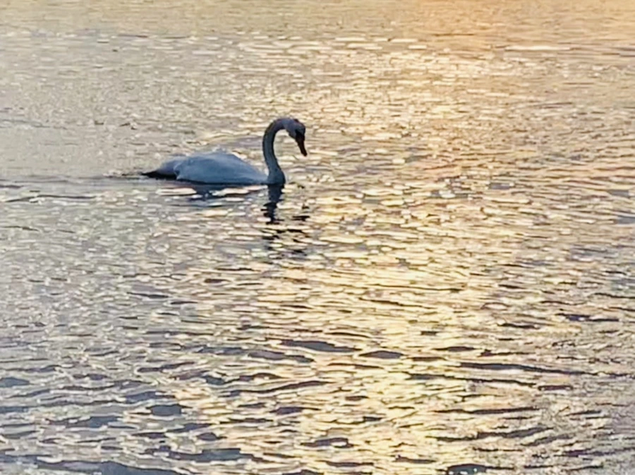 IMG_1426.jpg?type=w966