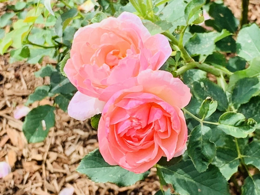 IMG_0534.jpg?type=w966