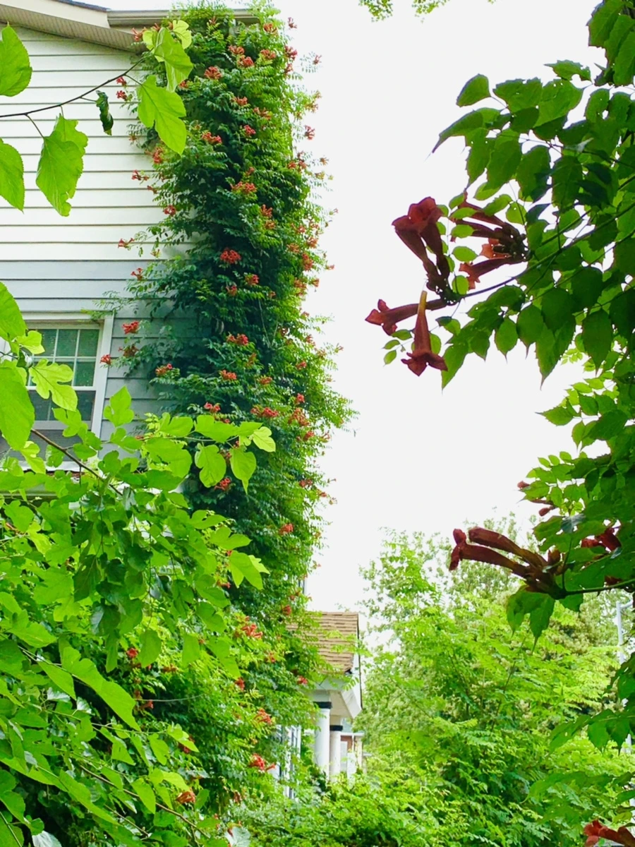 IMG_7137.jpg?type=w966